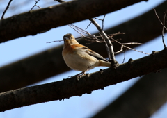 昭和記念公園での野鳥