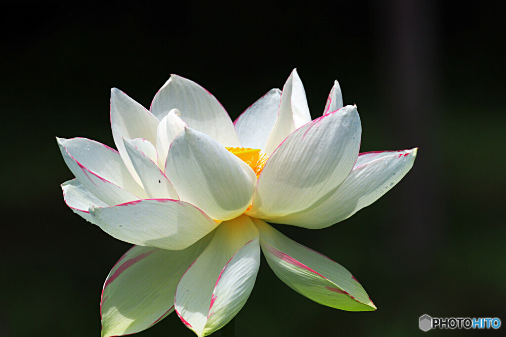 ハスの花