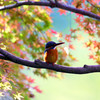 11月21日撮影カワセミ