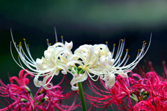 紅白の曼珠沙花