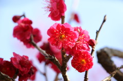 紅梅