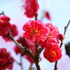 紅梅