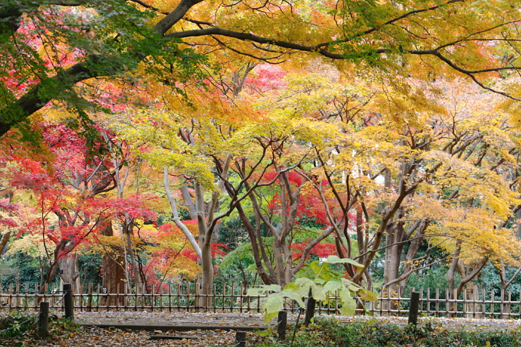 神代寺植物園の紅葉