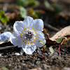 この時期の花