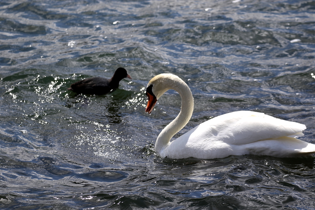 山中湖にて白鳥さんとシンクロ