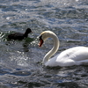 山中湖にて白鳥さんとシンクロ