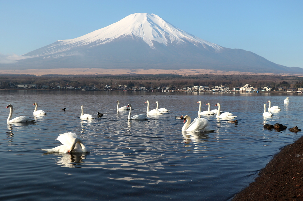 白鳥と富士山