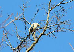 昭和記念公園での野鳥