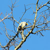 昭和記念公園での野鳥