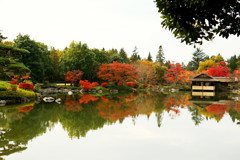 昭和記念公園の紅葉