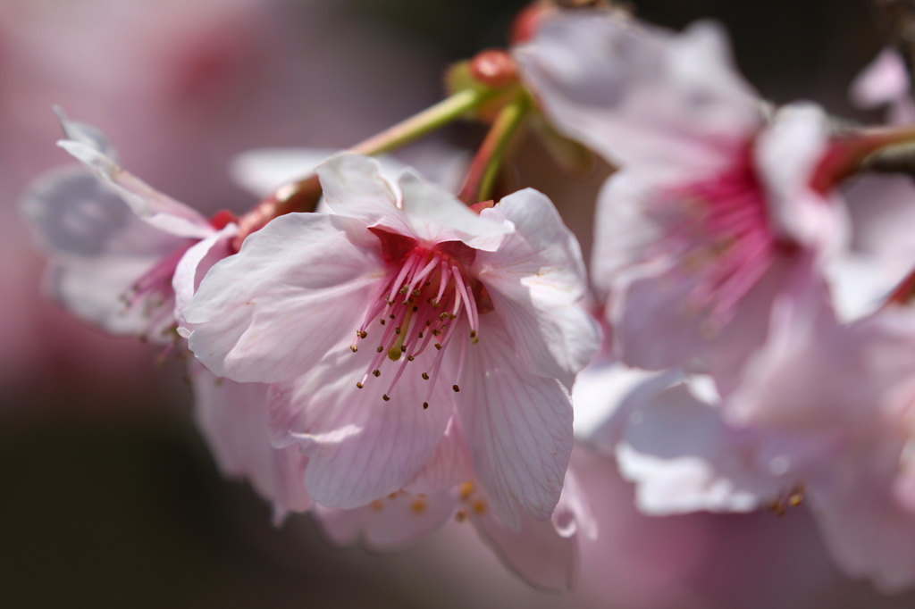 春を告げる桜とヒヤシンス他