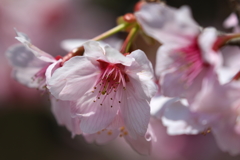 春を告げる桜とヒヤシンス他