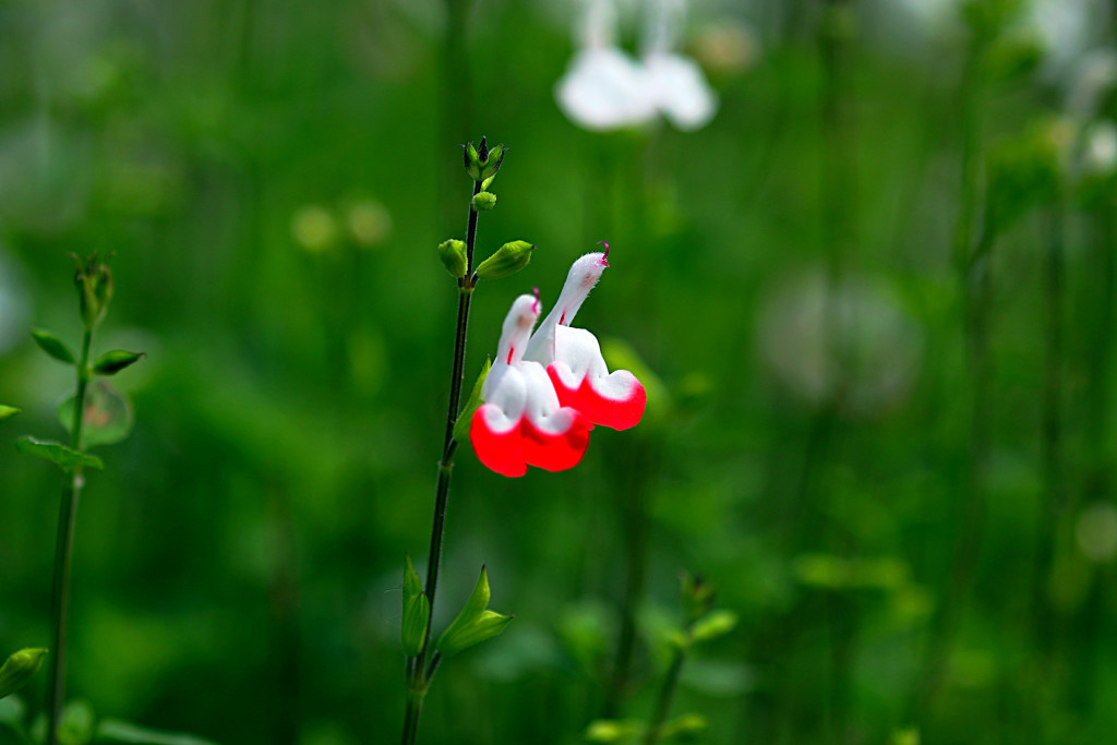 河口湖大石公園での花