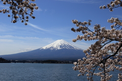 河口湖より桜と富士山