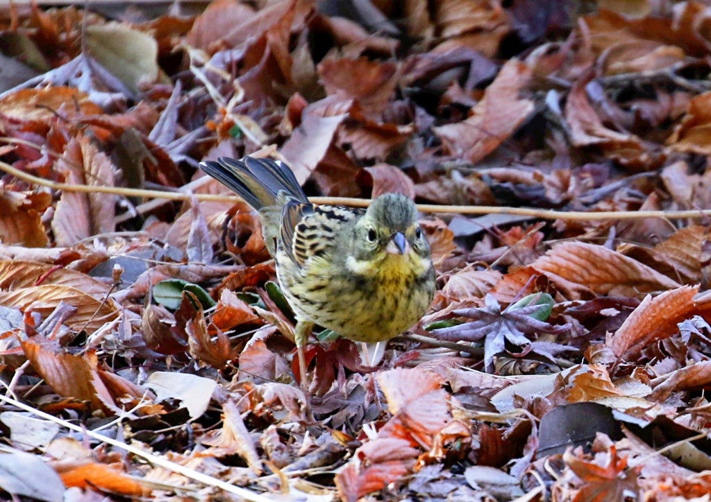 昭和記念公園での野鳥