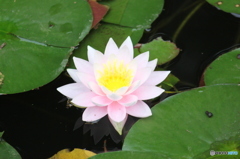 華麗なるすいれん