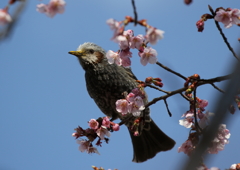 昭和記念公園での野鳥