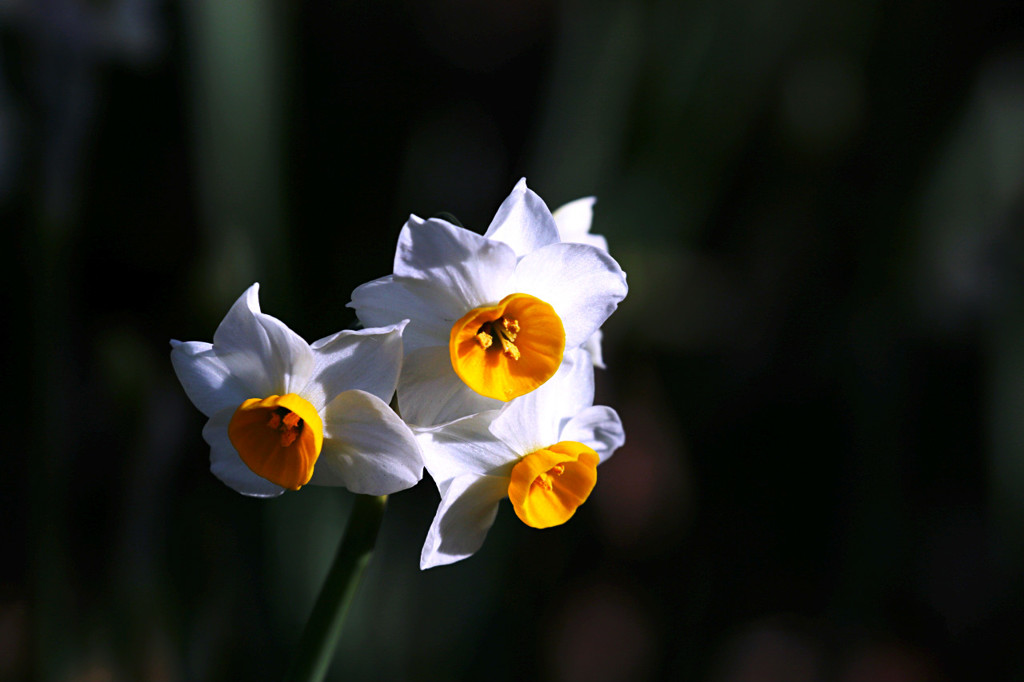 この時期の花