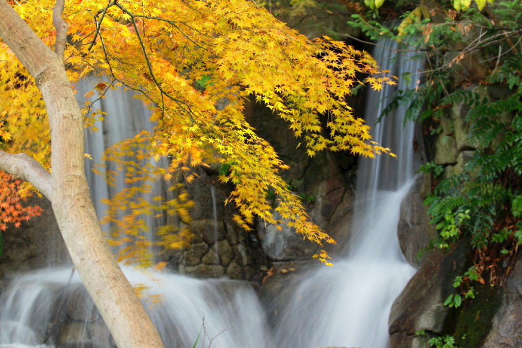 府中郷土の森博物館紅葉