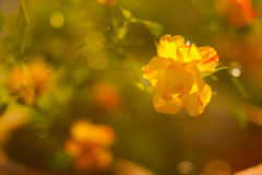 A3B48A09-F6AE-4DD3-8F60-BB2F28CE932A
