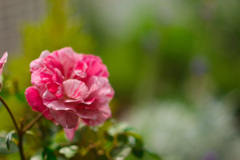 C09493C6-2D9E-4091-926A-6DF7F2B02501