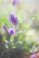 6FFAABD3-7F85-42C5-B183-F5A69FC4FEE5