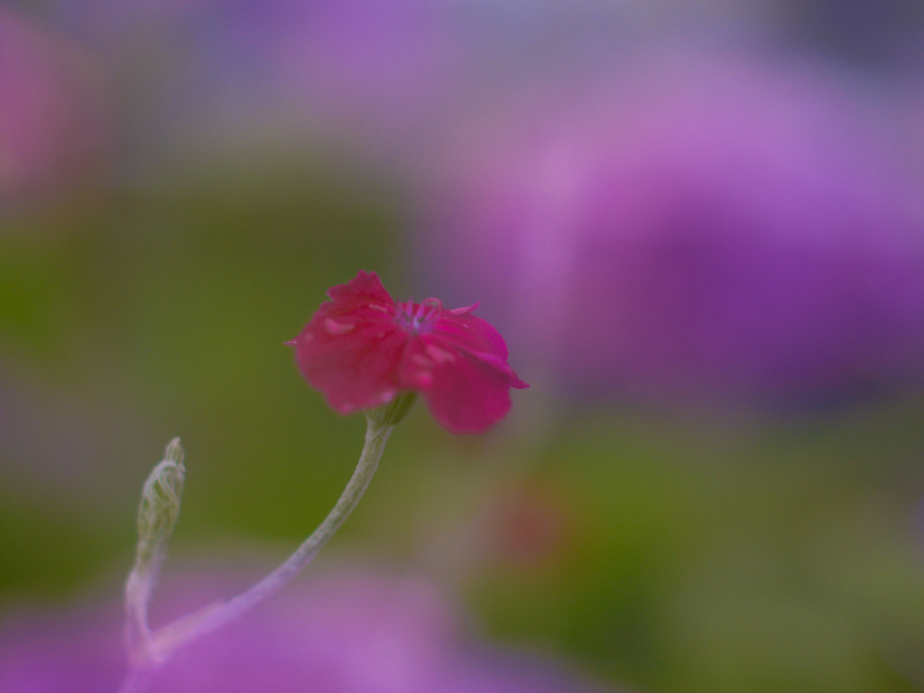 613E1BBA-5D2B-490A-B202-F5FE6768B5E9