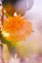 82167298-BF69-4AE3-BF1F-0CF6229CF990