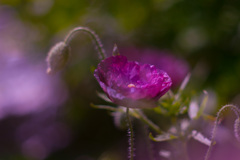 17E86AC5-7D7A-49CF-B44F-E333FD16FAB7