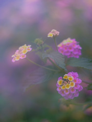 2E54FF11-2BDE-44B4-8C2C-E8E710232781