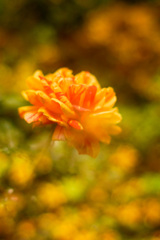 C39756AA-A0AD-482B-B144-B8CEC035DF3D