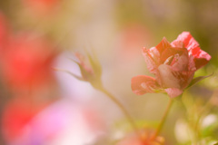 9F0440CC-E8B2-48E7-84A9-F63896CE62DD