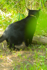 CAE78CCA-1547-4351-905F-5DF16BCA9884