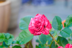 8C3F49B5-8791-4BCB-8CEF-679C05776F44