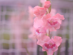 1480D882-27D8-4734-B482-03DB90BDABCC