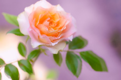 DB9D7887-3519-4C20-A834-227FD6D78026