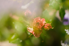 CC8985E9-D6F6-40C6-8B91-CC5CDB02D5F0