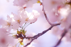 01C5086A-FAC1-4721-A4D3-D6F214AAD05C