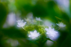 C85B0A82-942A-47D5-A33D-E592786EDE6F