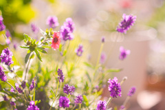 D71D0693-1A9A-4AAA-A6C7-08B25A7F0727