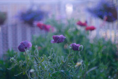 6A67C493-9497-4E98-ADE1-41E830F7E326