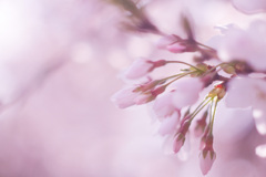 8551812A-648A-47EB-8873-1E9610CA840A