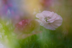 1629438E-4A6A-4B43-AFB3-9407E22B47CA