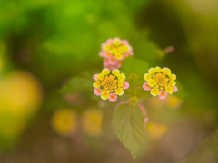 838C095B-38DB-40F1-A9C7-23B4DDCF206B