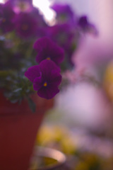 ED6402FD-F150-4522-AEB8-66B94BCBA280