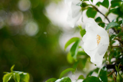 12254D3A-60E3-4395-AB99-FDC152E6D810