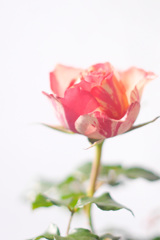 A2CFA527-47DB-48CD-8003-567AAE7EB96B