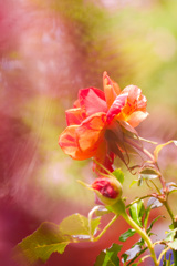 CFE236F0-597F-46F2-A7B0-40BF3BE98EDC