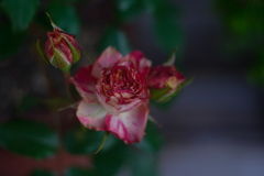 F027CB9A-ED70-4C1E-99AF-0D3963B28088