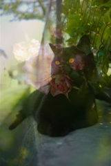 D788AC42-8AC7-4C24-913D-9A35AD80EEB9